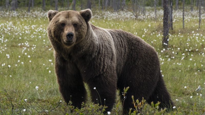 Medvěd se potuluje v okolí obydlené oblasti na Valašsku. Dávejte v lese pozor, varují úřady