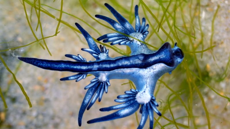 Výskyt „modrého draka“ uzavřel pláže ve Španělsku. Smrtelně jedovatý plž může zabít i člověka