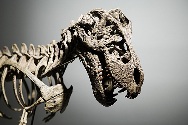 Britští vědci objevili nový druh dinosaura. Proč ho pojmenovali po známé jachtařce