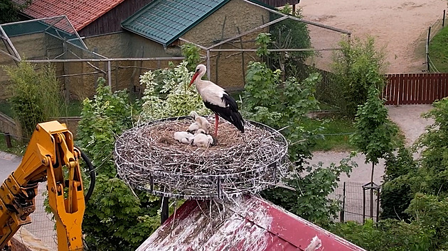 Ve Vyškově se dočkali čapí rodinky, podívejte se na video z kroužkování