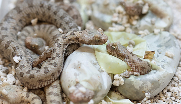 Vzácné zmije mají mláďata, pavoučí ocas se jim zatím nevyvinul