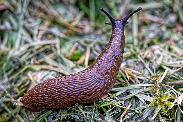 Slimák výtržník. V noci budil zvoněním obyvatele domu, zastavila ho až policie