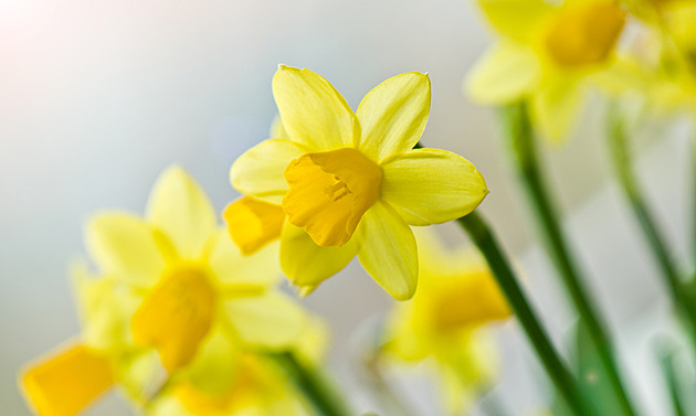 Naučte se, kdy a jak sázet narcisy. Jaro tak prožijete v záplavě barev