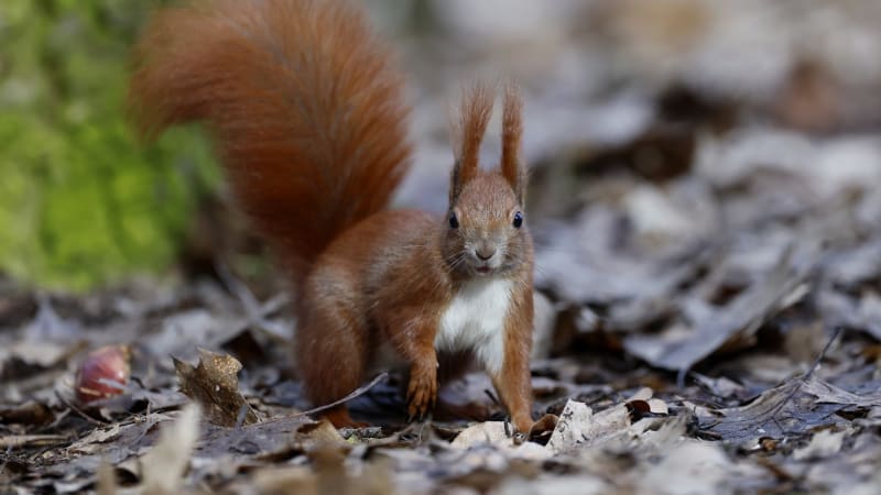 Sedmnáctiletého mladíka v USA zastřelil parťák během lovu. Spletl si ho s veverkou