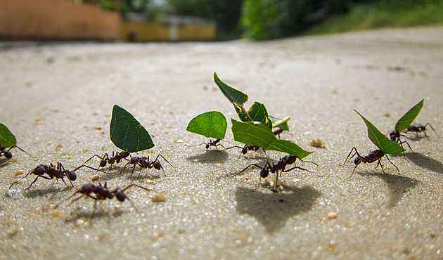 Zase dopravní zácpa? Mravenci a ptáci vědí, jak na to, pracují pro celek