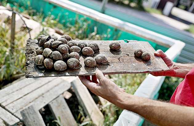 Velká šnečí loupež. Francouzské farmě ukradli plže za 90 tisíc eur