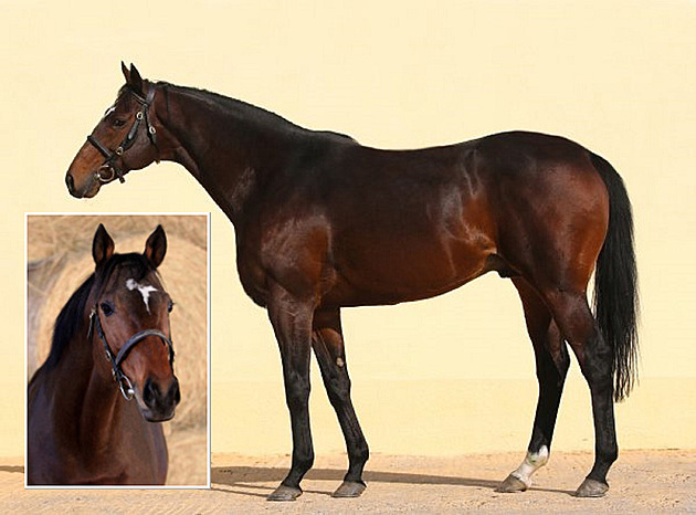 Kadyrovova koně nikdo neukradl. Policie popsala, jak se zvíře z ČR dostalo mimo EU