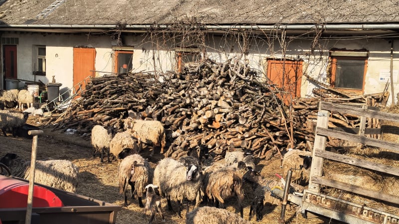 Desítky mrtvých jehňat a podvyživené ovce. Policie se na Olomoucku zabývá krutým týráním zvířat