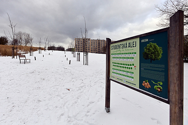 Nejkrásnější alej roste na sídlišti, porotu zaujala i fotografie Smetanových sadů