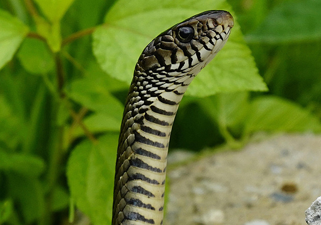 Na uštknutí hadem zemře v Indii ročně 50 tisíc lidí. Chybí protijed i zdravotníci