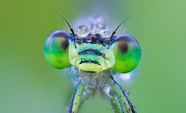 Czech Nature Photo 2026 prozradila nominace nejkrásnějších fotografií přírody