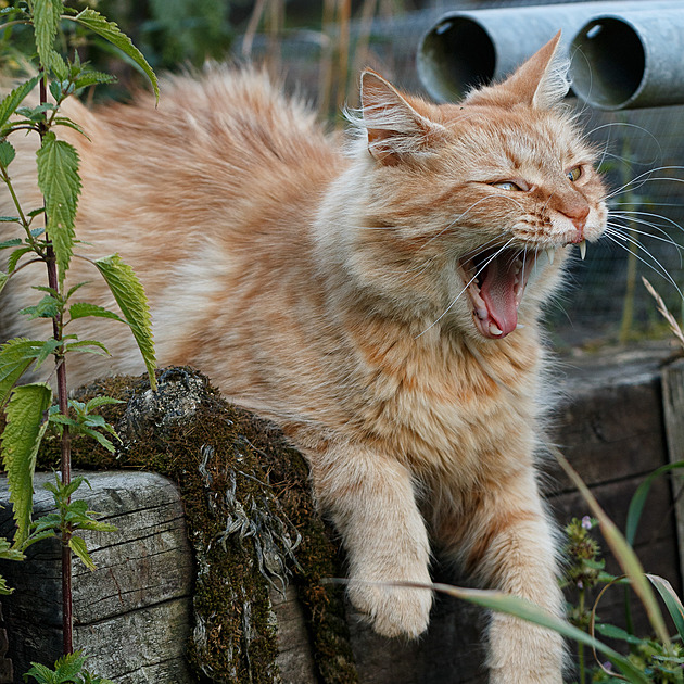 Kraslický kočičí útulek potřebuje nové zázemí, chybějí na něj ale peníze