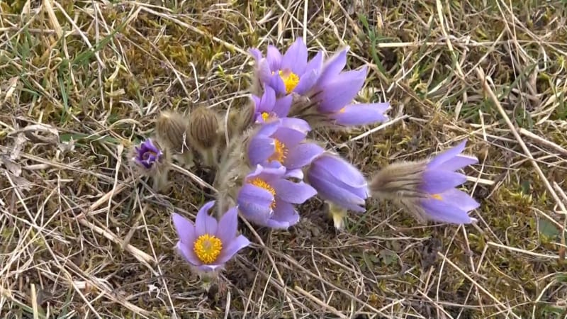 Jarní zázrak na Valašsku: Louky zaplavily tisíce vzácných šafránů, za utržení hrozí pokuta