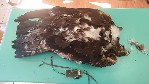 Orlici někdo provrtal broky, přesto vyvedla mladé. Teď Toničku zabila sokyně