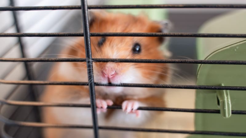 Místo plyšáků lovíte živé křečky. Video odhalilo týrání v herně, čínské úřady byznys schvalují