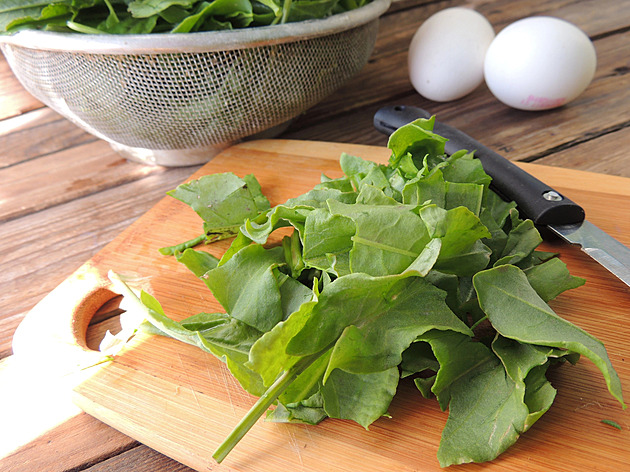 Čtveřice divokého lupení k nezaplacení patří na talíř nejen na Zelený čtvrtek