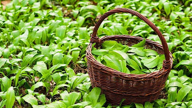 Medvědí česnek pod lupou: Jak poznat skutečnou bylinku a nenechat se opít marketingem