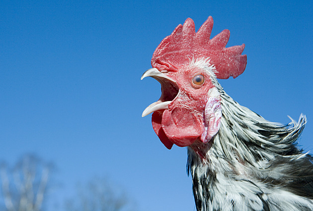 Soused začal chovat drůbež. Kohout nás budí ve čtyři ráno, už to nezvládáme