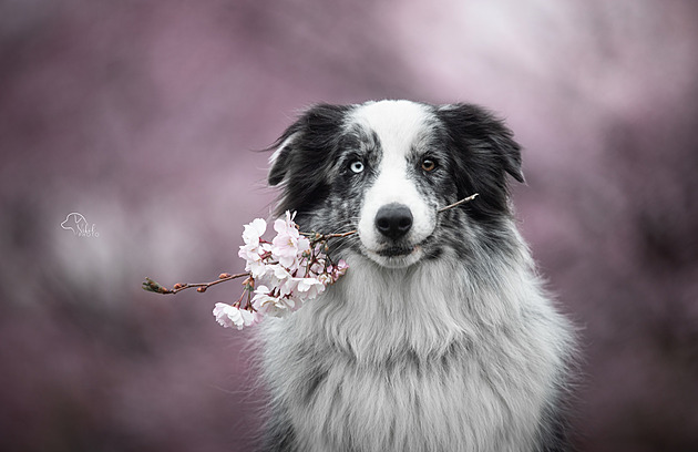 Nedělní dávka dobré nálady. Užívejte si jara jako mazlíčci čtenářů iDNES.cz