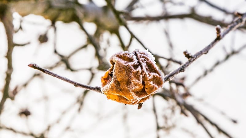 „Léto“ vystřídají mrazivá rána: Odborníci varují ovocnáře. MAPA odhaluje, kde bude nejtepleji