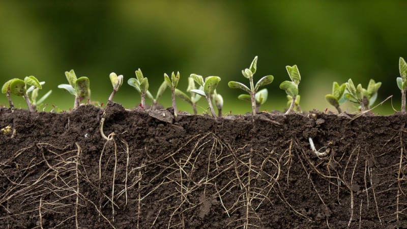 Důležitý objev českých vědců: Kořeny rostlin zesílí, když narazí na překážku