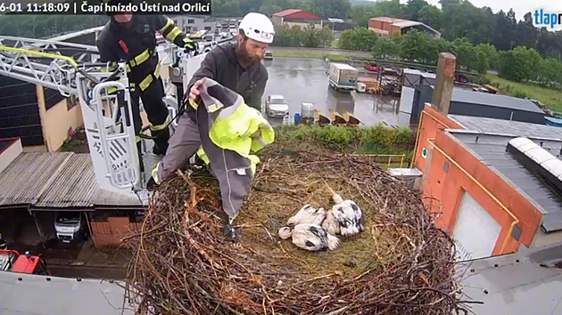 VIDEO: Čapí mládě se v hnízdě zamotalo do vlasce. Navíc ho sužoval déšť i červi
